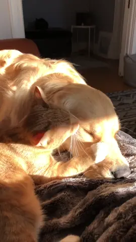 They really love each other  💛🧡 #goldenretriever #orangetabby #catanddog