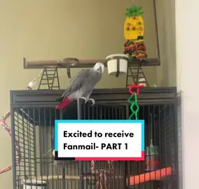 Thank you Sarah for the sink playset toy! Cairo loves it! He hasn’t gone in the water yet, but soon will! #parrot #fanmail #africangrey #cairothegrey