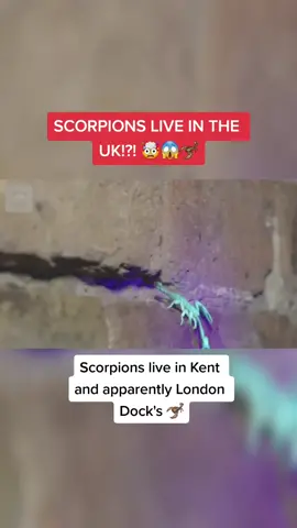 I never knew this 🦂😱🤯 #scorpions #london #kent #tiktok #animals #animal #scorpion #OurHouse2021 #fyp #trend #viral #facts #LearnOnTikTok #foryou