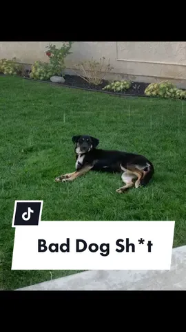 The dog trainer comes tomorrow! 🙌🏼🐶 #dogsoftiktok #baddog #parentsoftiktok #dogmom #puppyproblems #sendhelp #blessed #adoptdontshop