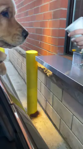The Starborks ladies got a little excited to see me 😆🥰 #starbucks #puppacino #feedmehuman