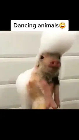Dancing animals😂 Follow for more👍 #funny#animals#viral