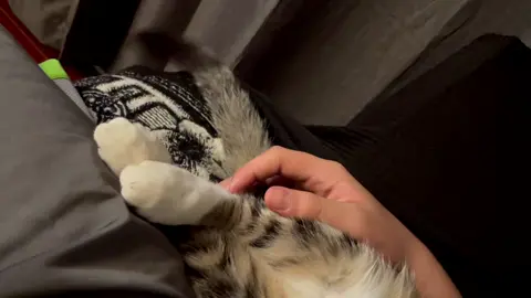 Spoiled kitty #kitten #cat #fyp #sisterlove #spoiledbrat #gatito #snuggle