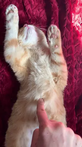 Lucy💓 #fyp #fypシ #fy #catsoftiktok #foryou #cat #pet #PetsOfTikTok #catlove #funny #meow #cute #kitty #animals #cutecat #trend #doritosflatlife