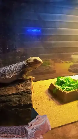Aubie is growing  and healthy. #beardeddragons   #beardeddragonsoftiktok🦎  #Aubie
