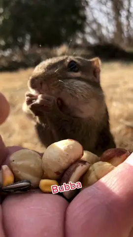 Bubba and his friends wanted to thank their Instagram followers who bought hazel nuts for them #fyp #thankyou #thanks #grateful #chipmunks #bubba