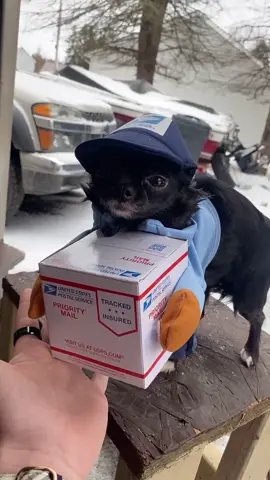 Post Office Puddin 🥺❤️ #foryou #foryoupage #feature #featureme #pets #dogs #tiktok #Coming2America