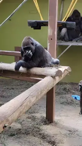 Must be some good boogers. #animals  #knoxville #gorilla #zoo #pickingnose #Coming2America