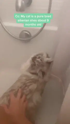Meet Rupi! #catsoftiktok #kittensoftiktok #catshower #wetcat #siberian #blueeyecat #seattlewa