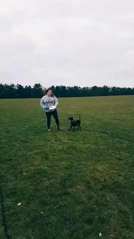 Charli wanted to show you her frisbee skills and youre gonna appreciate them! 😂 #dogdad #dogsoftiktok #dogcommunity #puppy #dogtok #frisbee