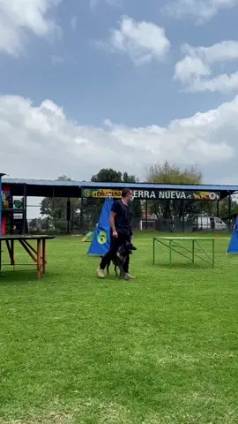 >>>>>>MAGNUS<<<<<<<#hollandseherder #dutchshepherd#influencerdog #dogobedience #dutchshepherdlovers #dutchshepherd #cane #chien