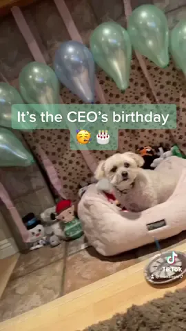 It’s the CEO’s birthday 🥳 🎂 #happybirthday#dogsoftiktok#dogs#dog#pet#PetsOfTikTok#fyp#foryou