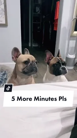 I mean who’s the boss here? #hayloft #beautyhack #thankstoher #frenchie