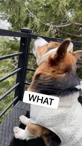 It was seasoning all along #dogsoftiktok #alien #ufo #snowstorm