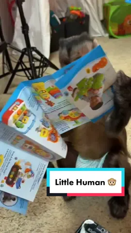 He’s literally a little human 😅🐒 TYSM to Gina Kay for the #fanmail 🥰