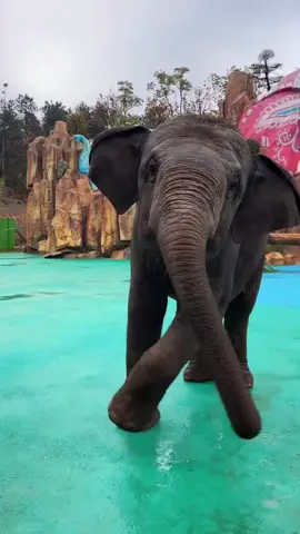 Elephants are so cute,do you like them?#fyp #foryou #elephant #circus