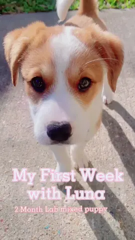 Who rescued who?💕 #puppy#labmixesoftiktok #fyp
