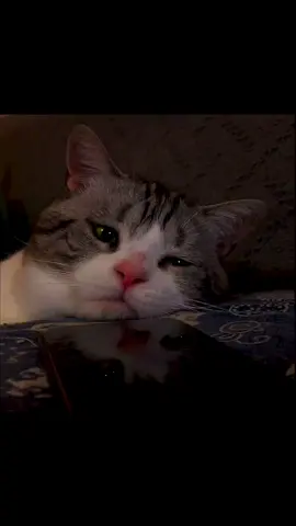 #cat #sadness #mawkishness #fyp