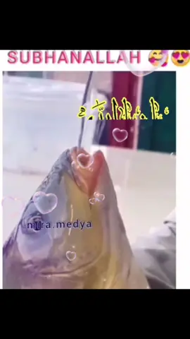 ma sha Allah