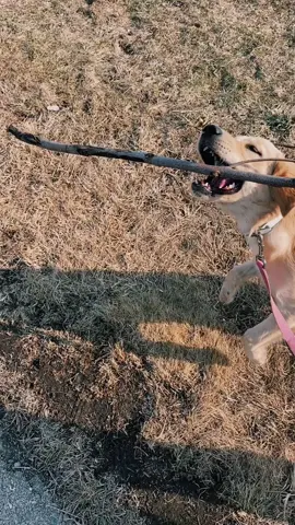 Found a stick 🐶 #foundastickontheground #dogsoftiktok #goldenretriever #goldensoftiktok