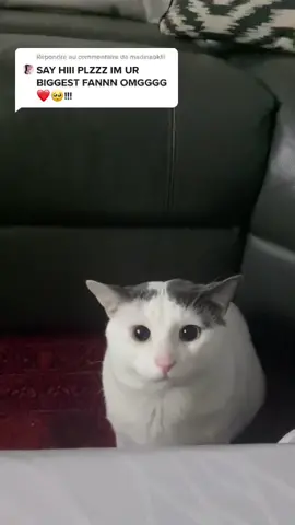 Répondre à @madinabklll hiii🥺❤️       #cat #fyp#foryoupage #foryou #pet#catoftiktok #petlover