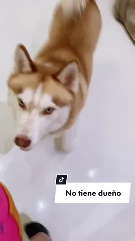 No tiene dueño! #oye #oyependeja #notienedueño #dog #dogsoftiktok #viral #funny #like #esmia #dog #husky #QuickerPickerRapper