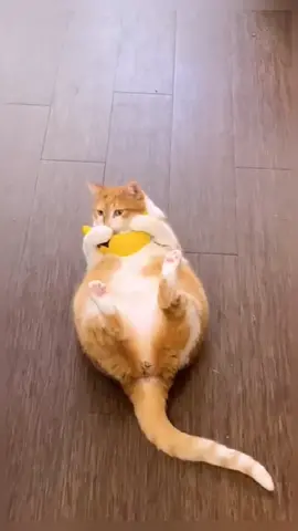 That's mine🍌#kittens #cats #kitty #catoftiktok #kitten #cat