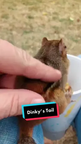 Dinky showing his tail #fouryou #tail #animalsoftiktok #chipmunksoftiktok #dinky