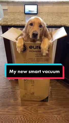 Check out my new “smart” vacuum! 10/10 review. #dogs #dogsoftiktok #goldenretrieverlife #goldenretriever #review #amazon