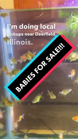 Do you live in the continental United States and want to buy some babies! Listen closely if interested! #goldfish #fish #baby