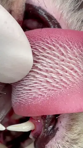 Everyone is in Disbelief that this is the close up of a cat tongue. #vet #vettech #fyp #fy #satisfying #nocap #cat #cats