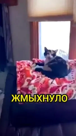 До сих пор не понимаю что значит это слово😹 А вы знаете?🙏 #жмыхнуло #приколскотом