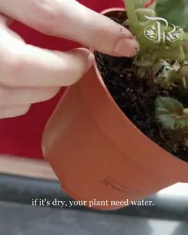 5 ways to check whether your plant is dehydrated