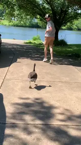 Always chasing after dad #frankthegoose #canadagoose #cute #foryourpage #foryou #fyp
