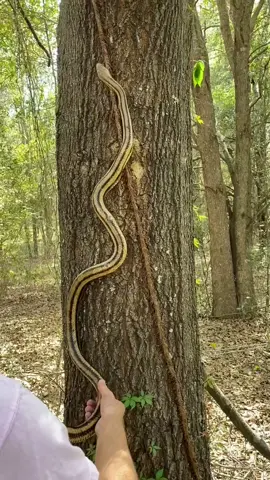 check out the incredible tree climbing abilities of this Yellow Rat Snake!! Makes me think about Proverbs 30:18-19 😊 #fyp #animals