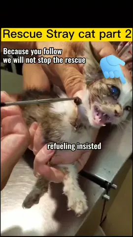 #cat #straycat #AirPodsJUMP Because you follow, we will not stop the rescue