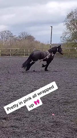 All wrapped up 🎀 ..... #LiftYourDream #equestrian #horsegirl #fyp #horsetraining #frisianhorse #horse #horselovers