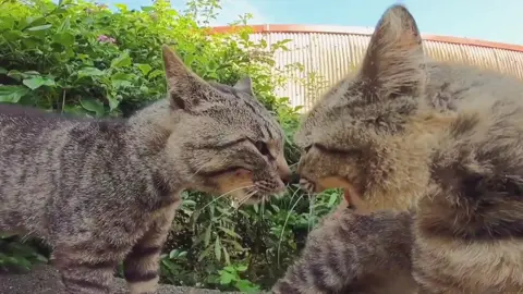 #fyp #omg #catfight #lol #viral #Imao #foryou #fight #bigfight #catsoftiktok #foryourpage #new #katzenvideos #cats #4you #fypシ #funny #cat
