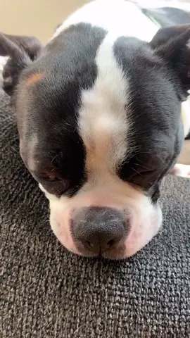 #bostonterrier #saddogdiaries