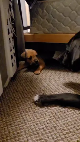 mama playing with baby #cutedogs #puppies
