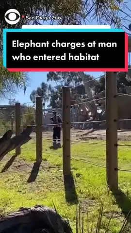 A father was arrested on suspicion of child endangerment after he took his 2-year-old into an elephant habitat at the San Diego Zoo. #news #sandiego