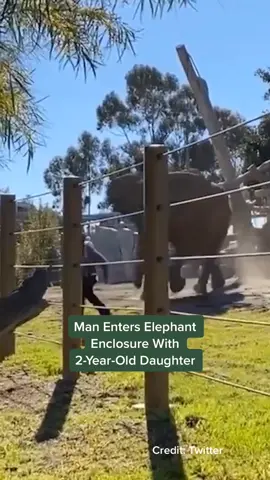 This man entered an elephant enclosure at the San Diego Zoo with his daughter. #elephant #hellospring #zoo #animal #scary #wildlife #sandiego