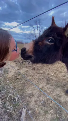 Henry kissed a girl and I think he liked it! 🥰 #donkey #girl #farmtok #animals #fyp #boggsfunnyfarm #donkeytok #foryou #farm