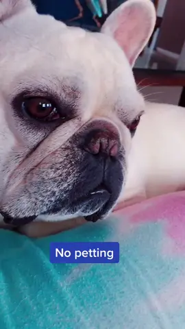 #frenchbulldog #EnvisionGreatness #funny