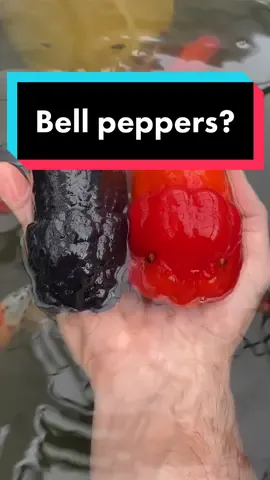 If you were one of the people that thought they were peppers, like what part of them looked like a pepper? #fish #pepper #goldfish