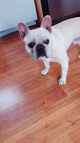 #frenchbulldog #funny #EnvisionGreatness
