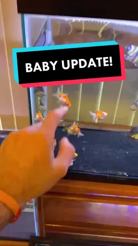 Reply to @dcman247 GOLDFISH BABY UPDATE: They are now two months old. #goldfish #fish #baby #fish