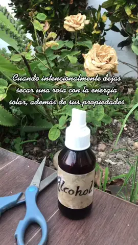 Promueve la energía de tus rosas #thegreenwitch #brujaverde #herbolariamágica
