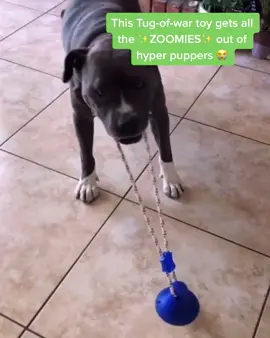 Link in bio ✨ #fyp #dogtoy