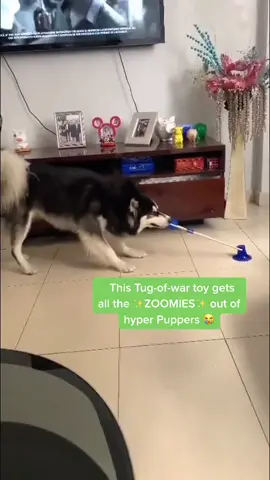 Link in bio* to shop our bestselling suction cup dog toys! #fyp #dogtoy #puppiesonly #dogs #indigopetco
